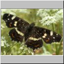 Araschnia levana - Landkaertchen Sommerform 07.jpg